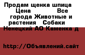 Продам щенка шпица.  › Цена ­ 15 000 - Все города Животные и растения » Собаки   . Ненецкий АО,Каменка д.